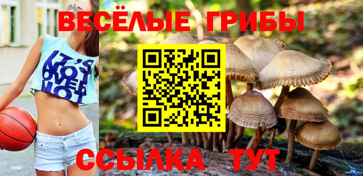 Галлюциногенные грибы Psilocybine cubensis Ирбит